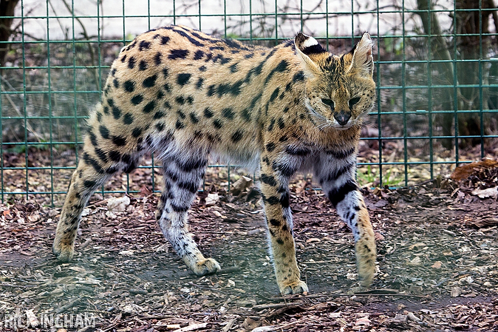 Serval