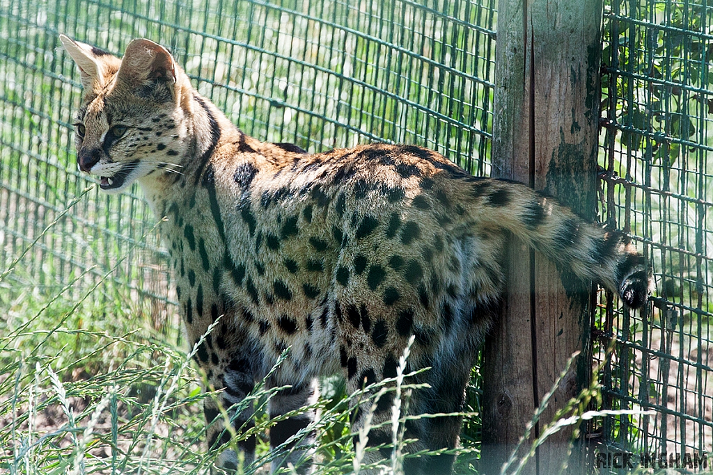 Serval