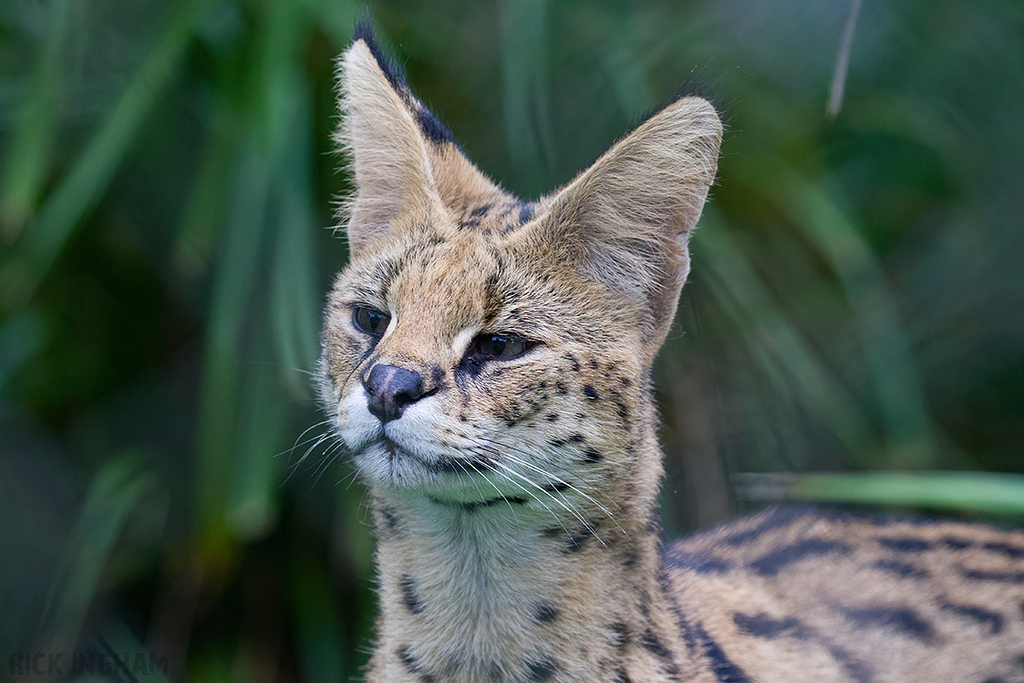 Serval