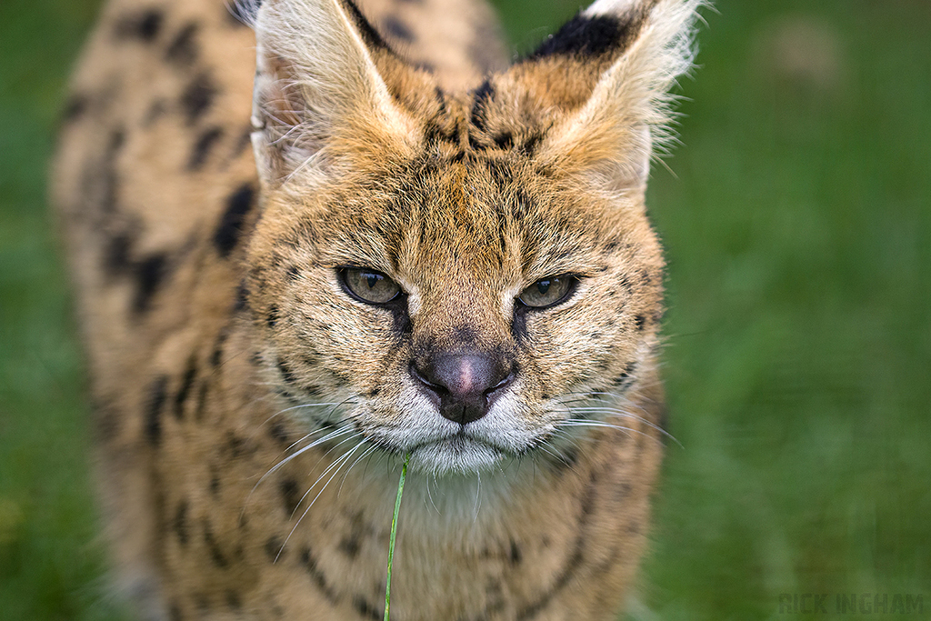 Serval