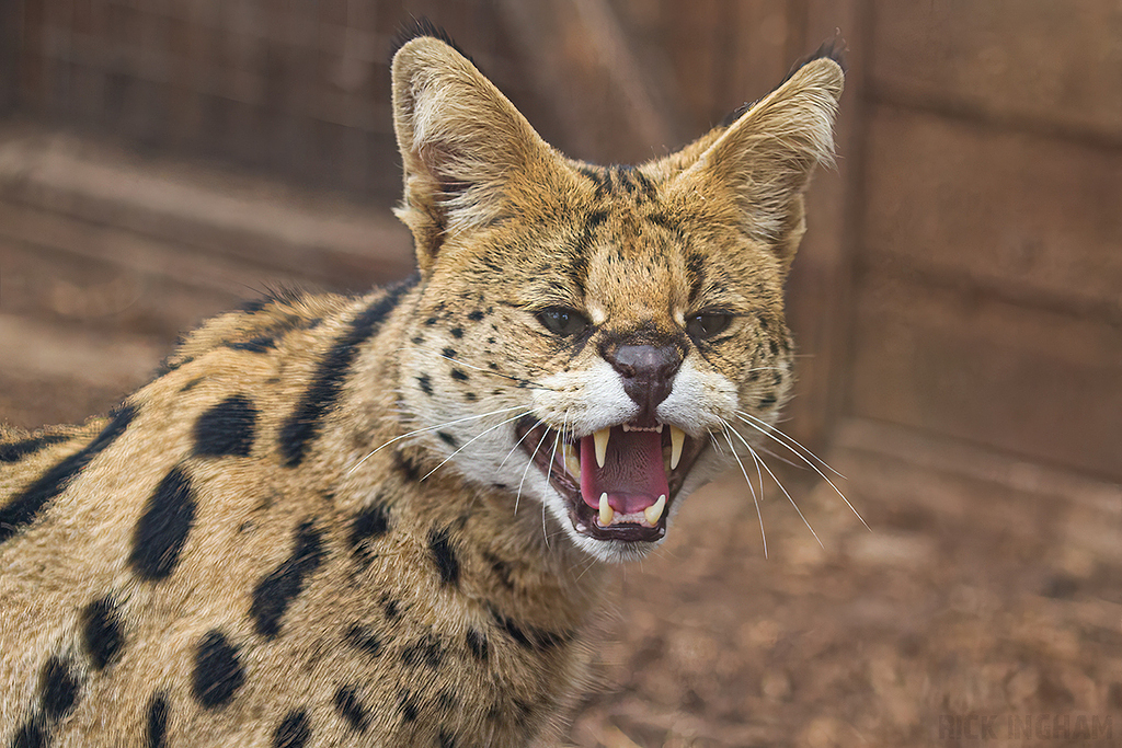 Serval