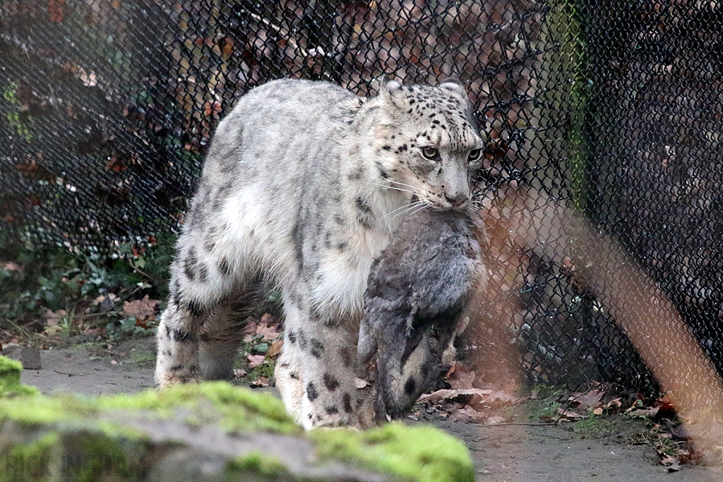 Snow Leopard