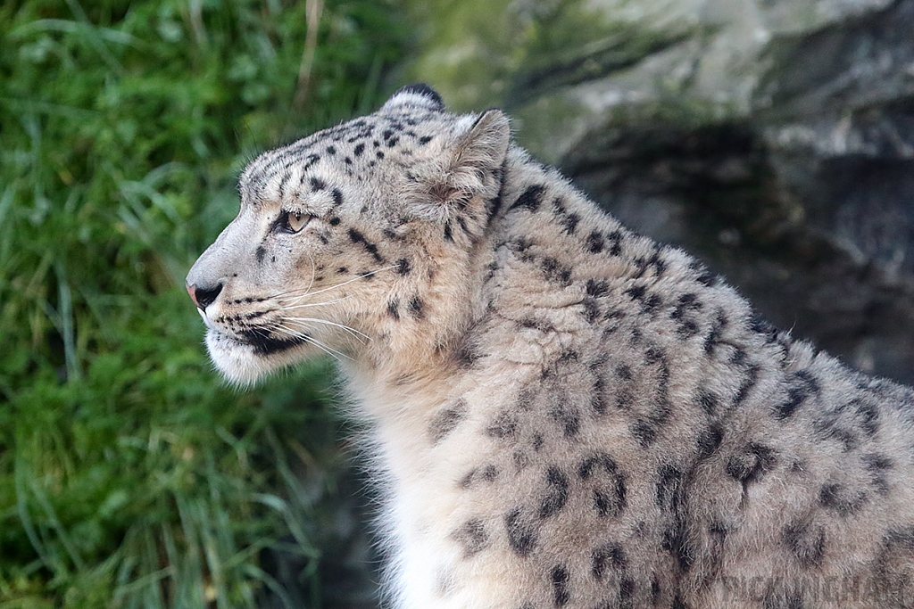 Snow Leopard