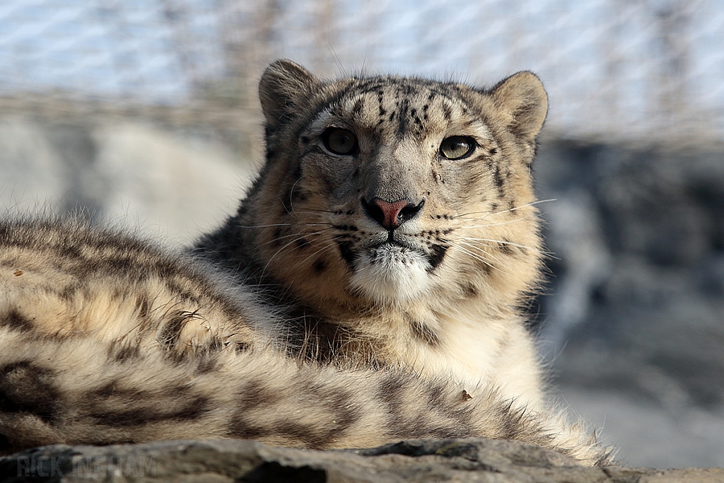 Snow Leopard