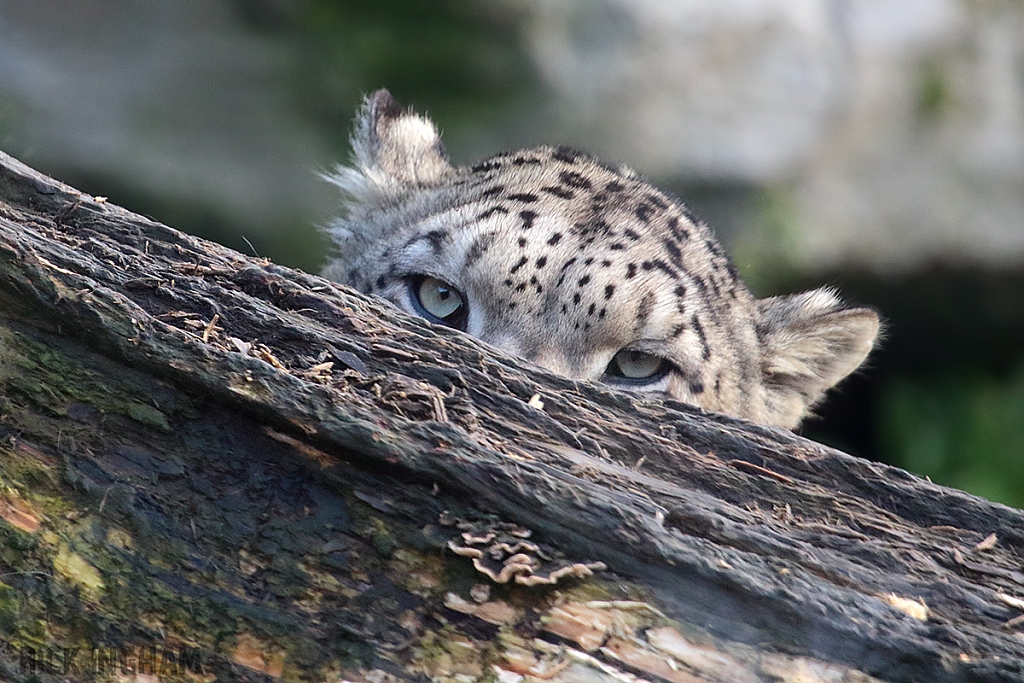 Snow Leopard