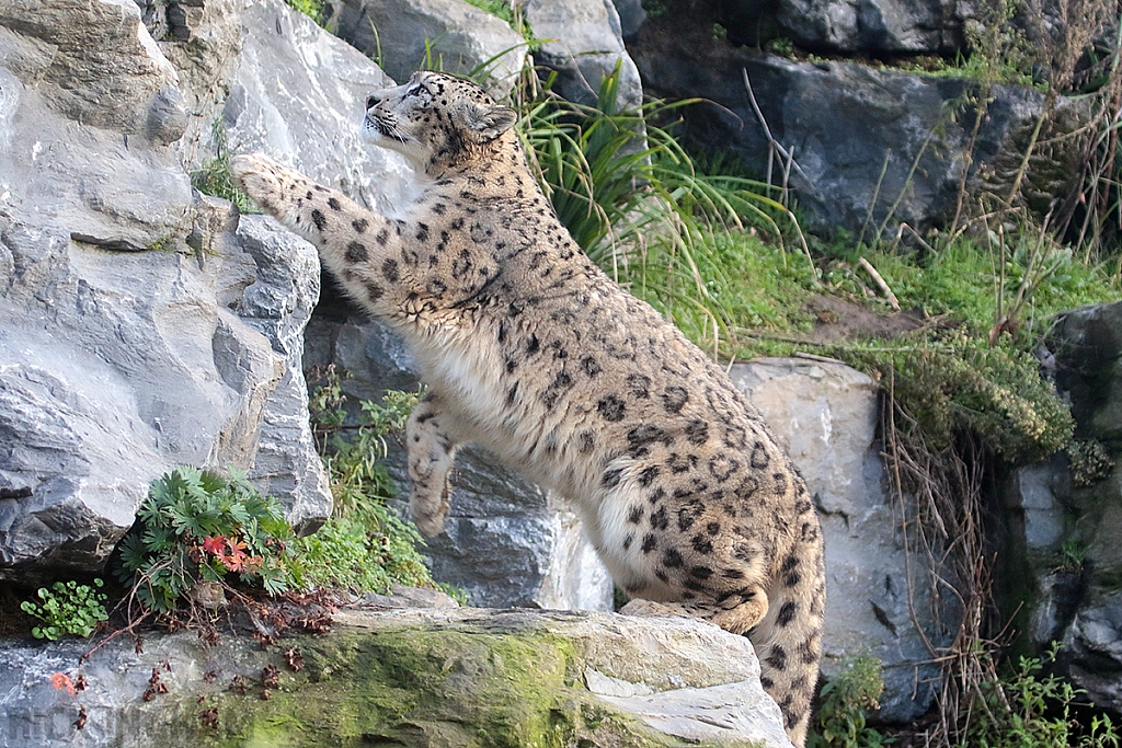 Snow Leopard