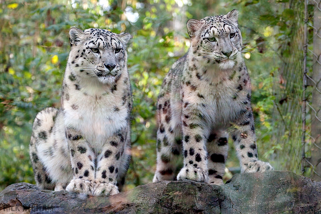 Snow Leopard