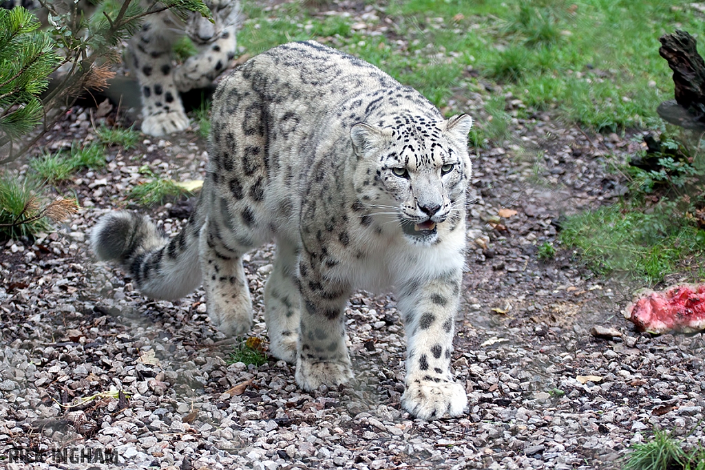 Snow Leopard