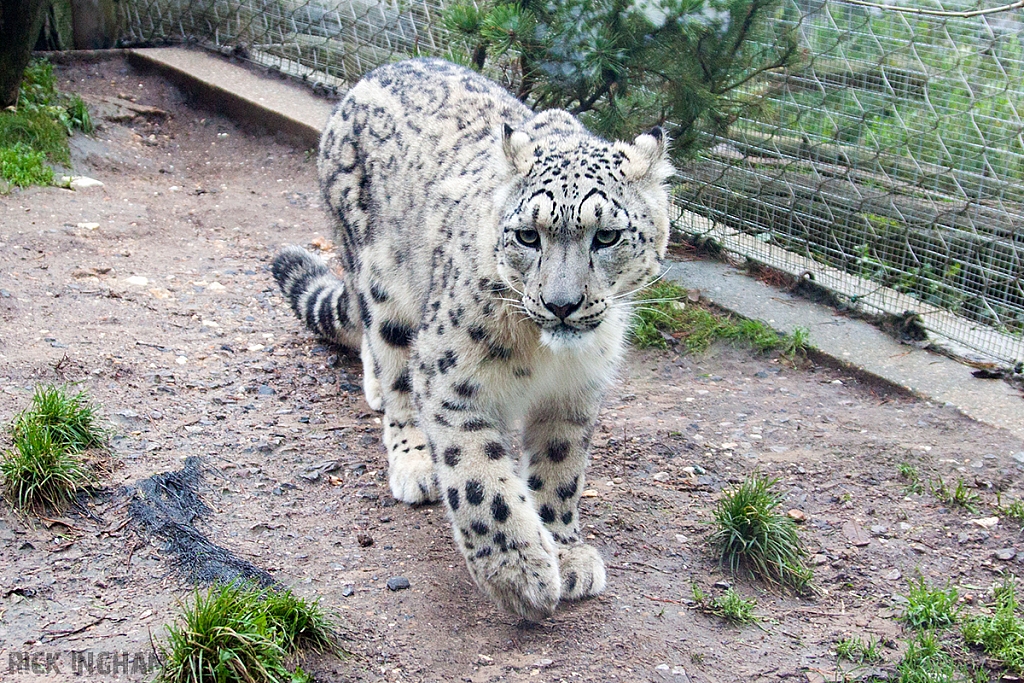 Snow Leopard