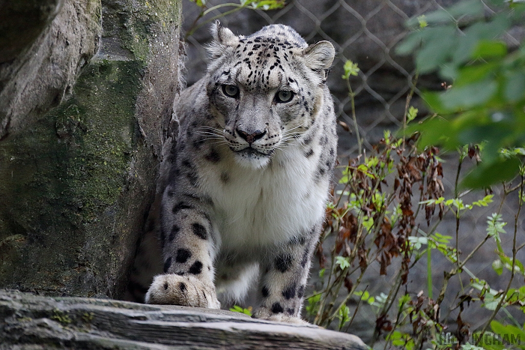 Snow Leopard