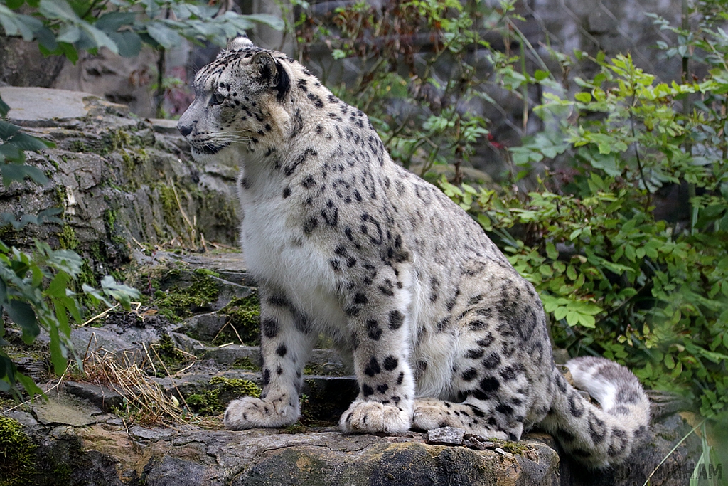 Snow Leopard