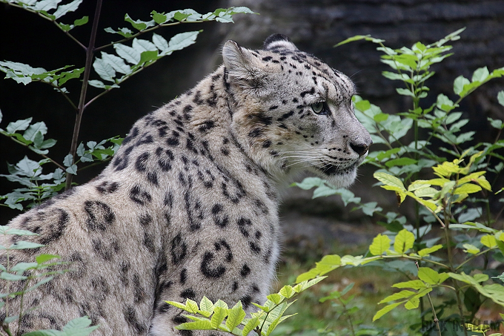 Snow Leopard