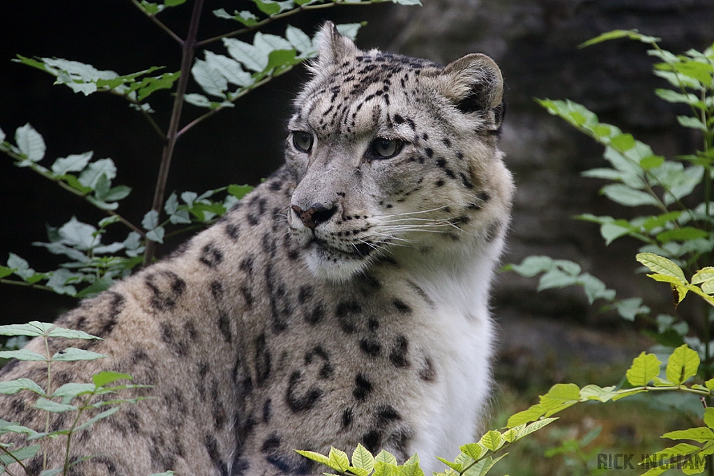 Snow Leopard