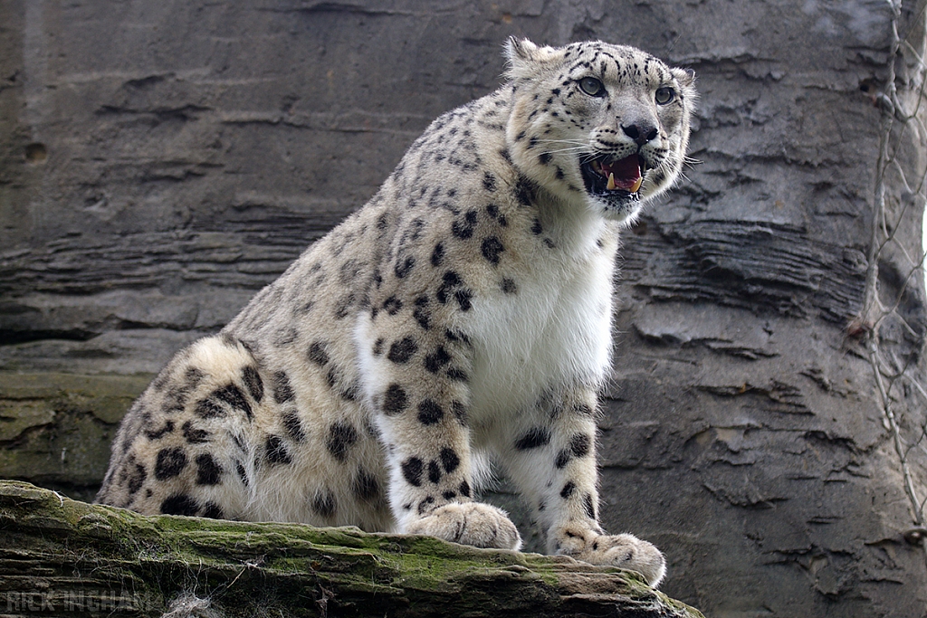 Snow Leopard