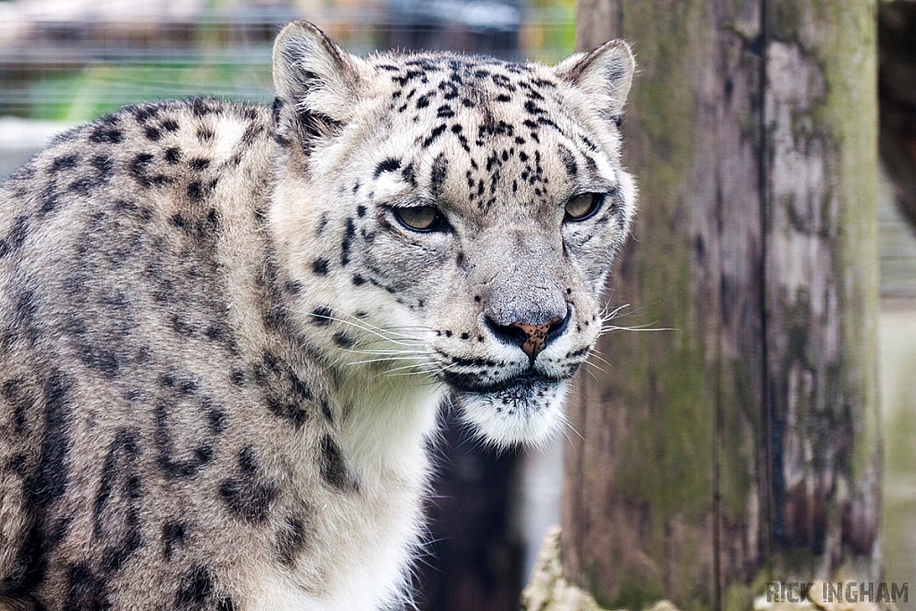 Snow Leopard