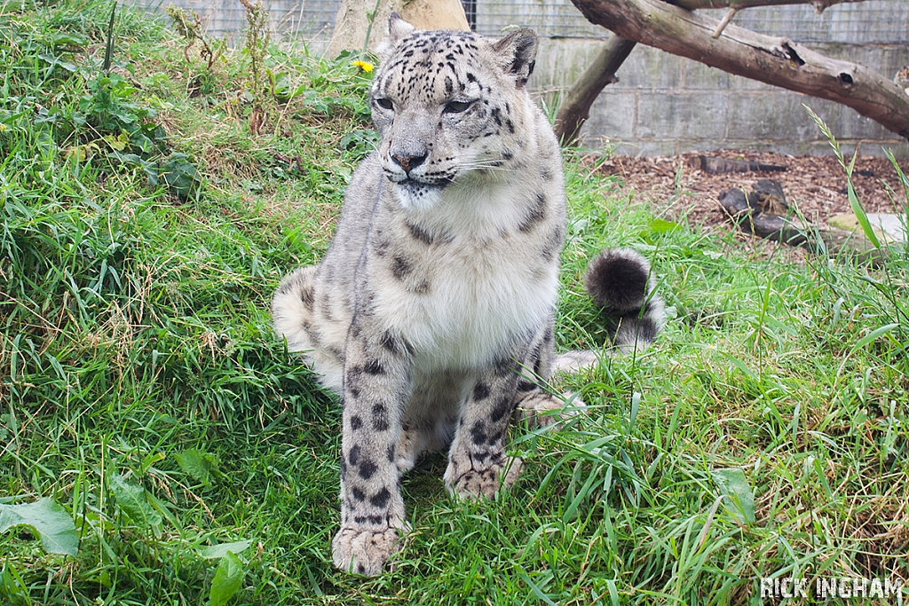 Snow Leopard