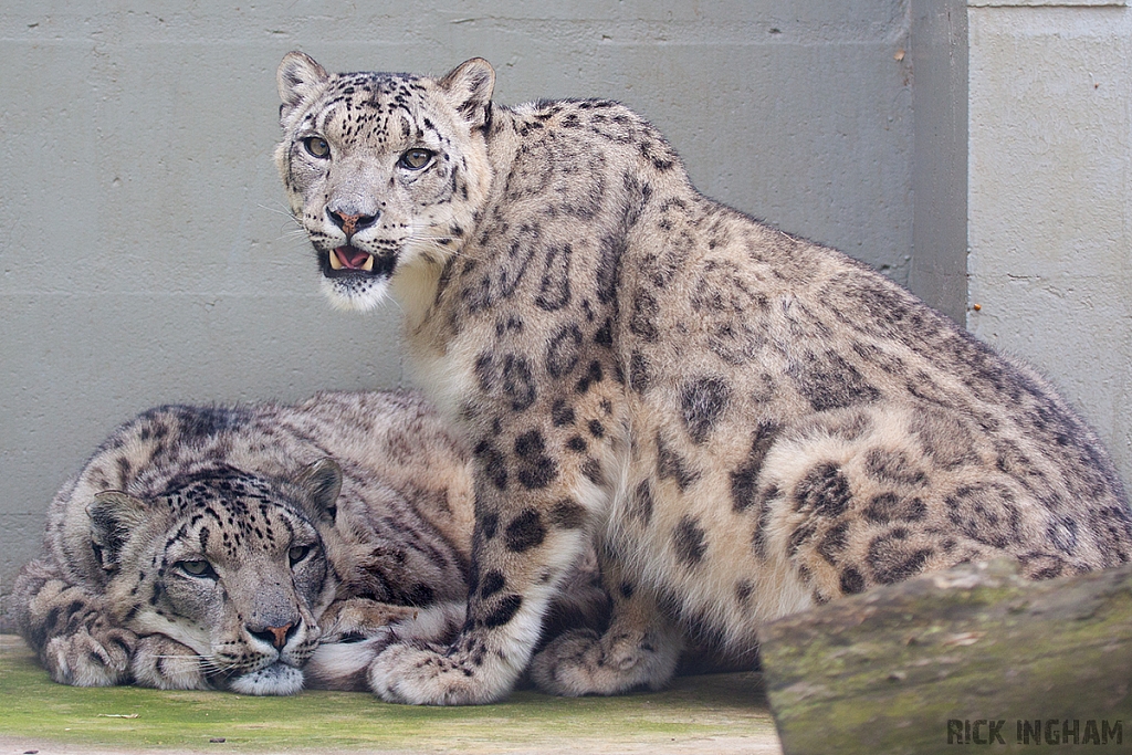 Snow Leopard