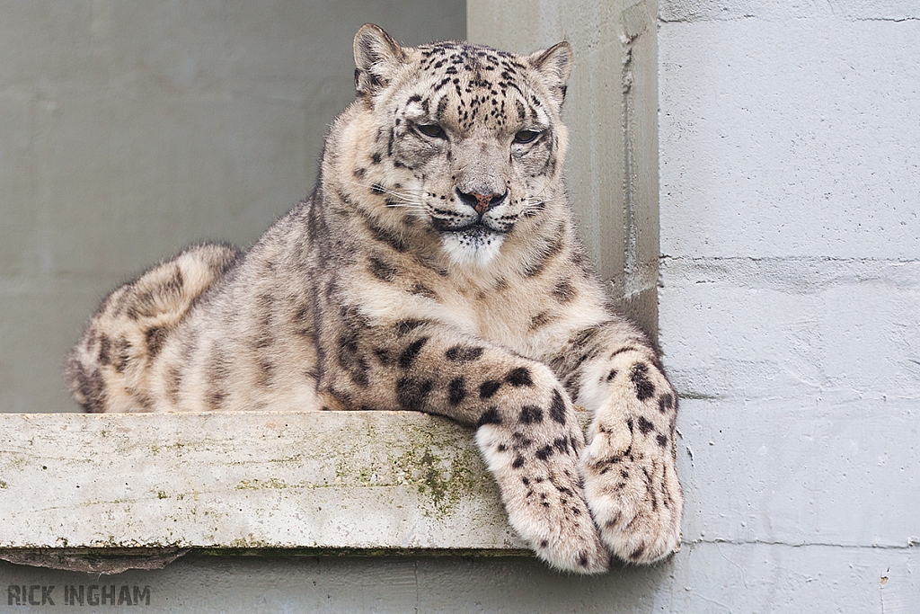 Snow Leopard