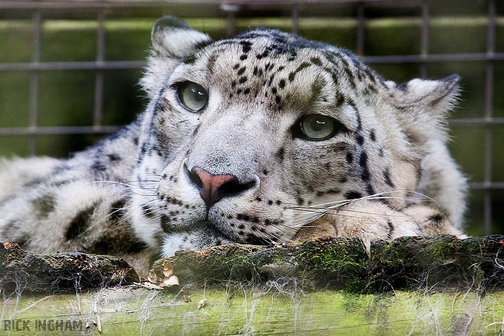 Snow Leopard