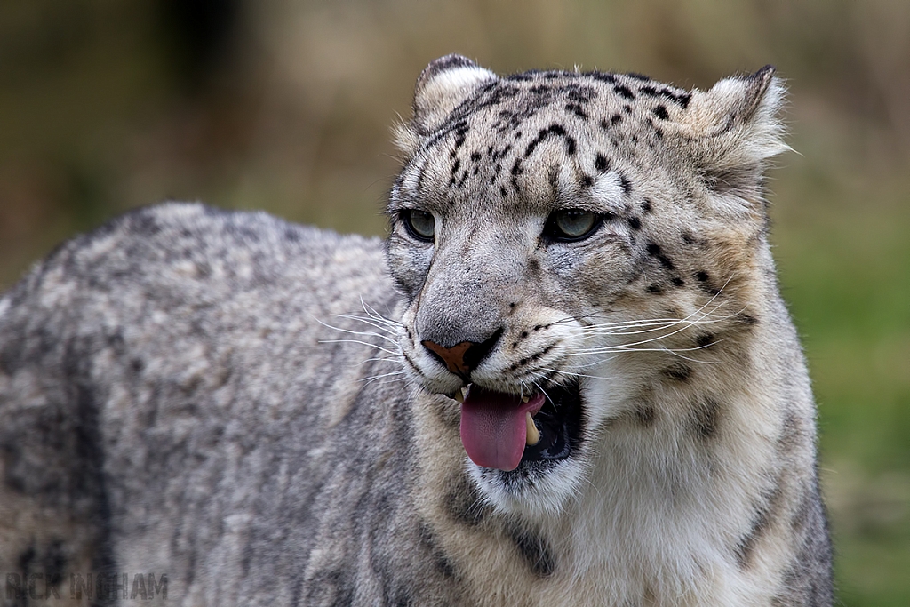 Snow Leopard