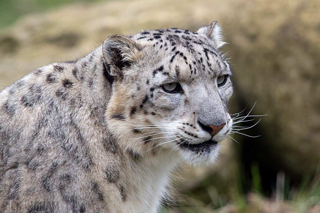 Snow Leopard