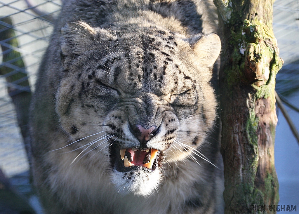 Snow Leopard