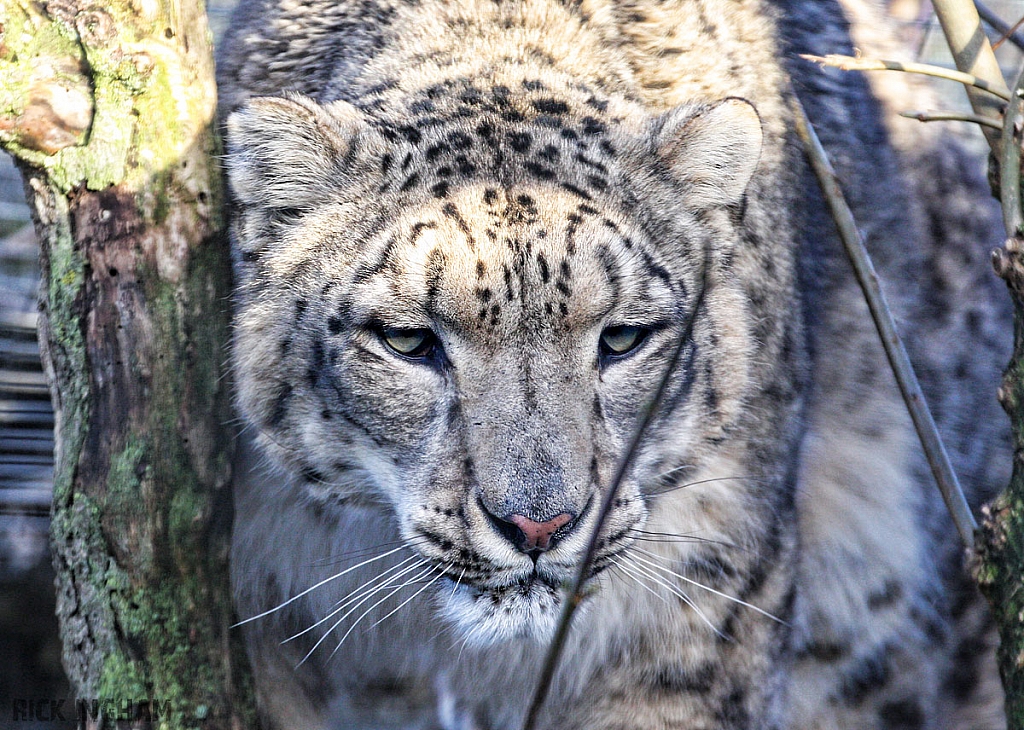 Snow Leopard