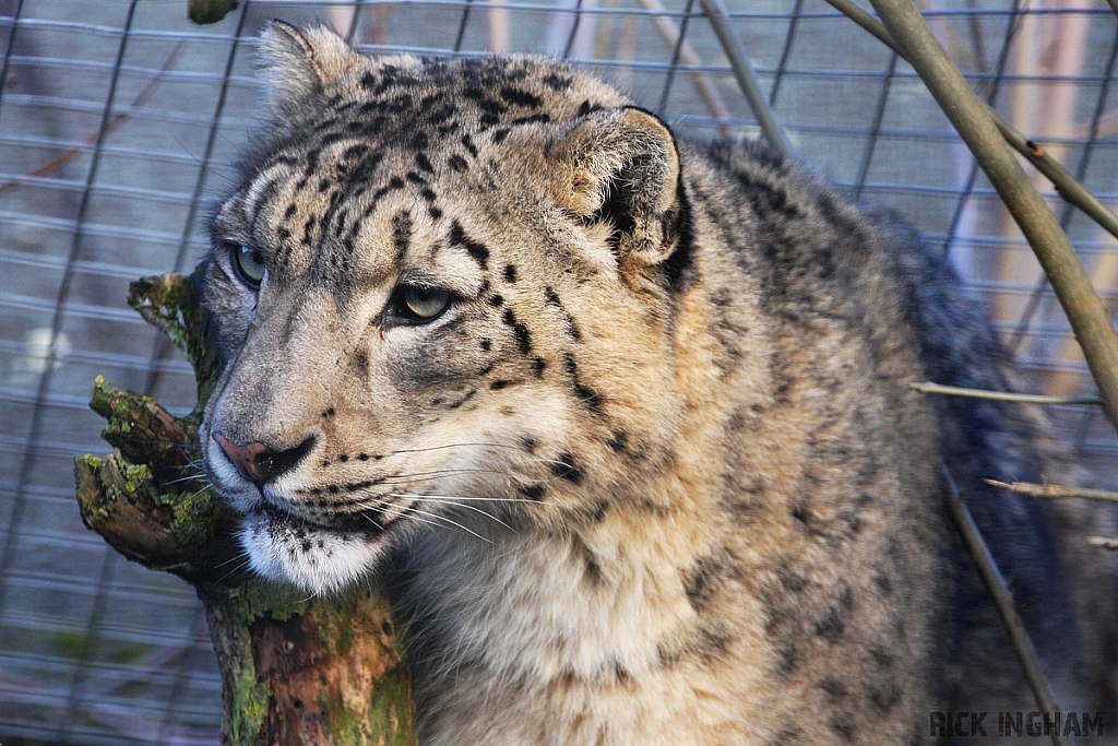 Snow Leopard