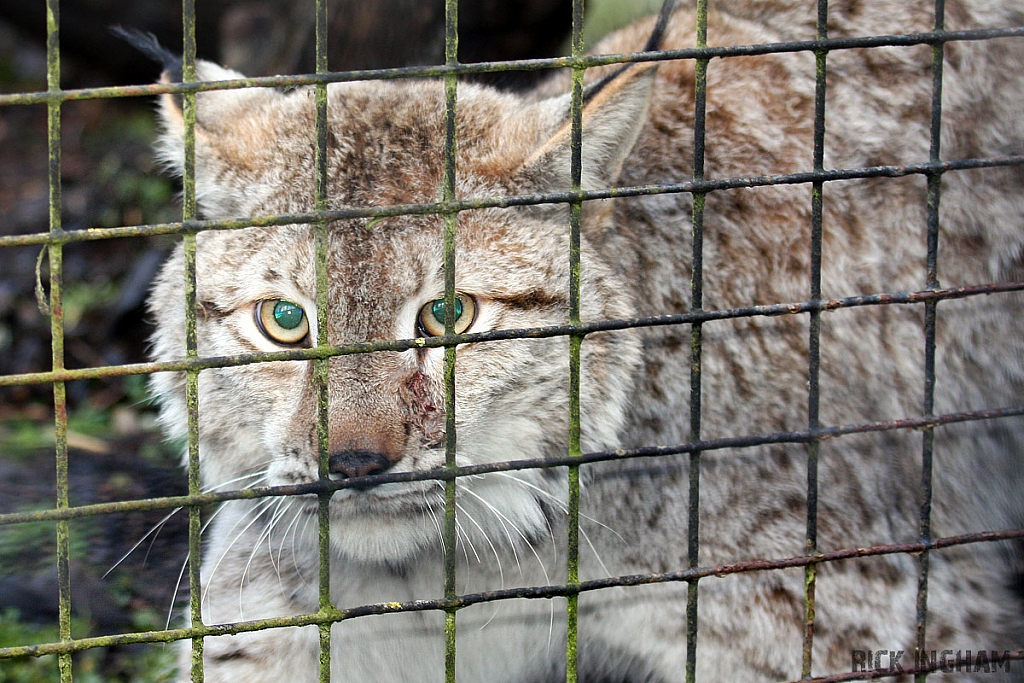 Eurasian Lynx