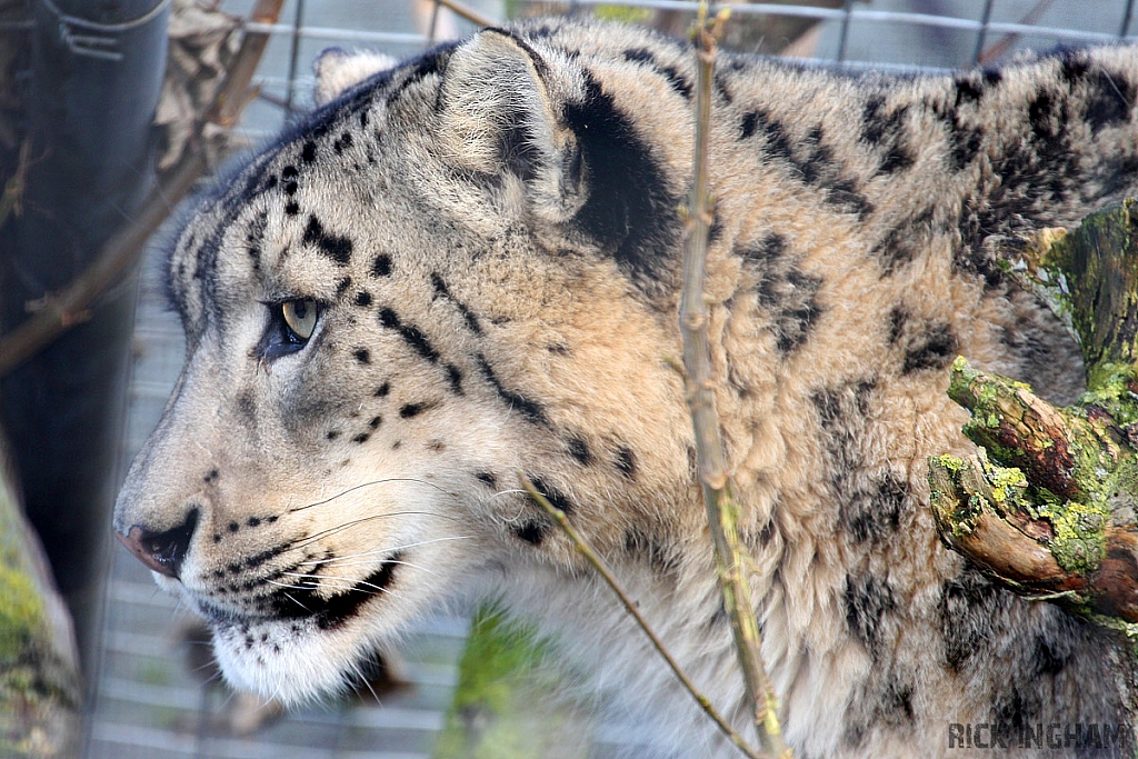 Snow Leopard