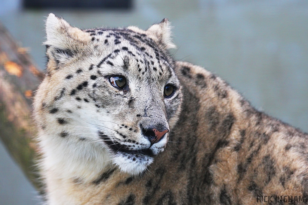 Snow Leopard