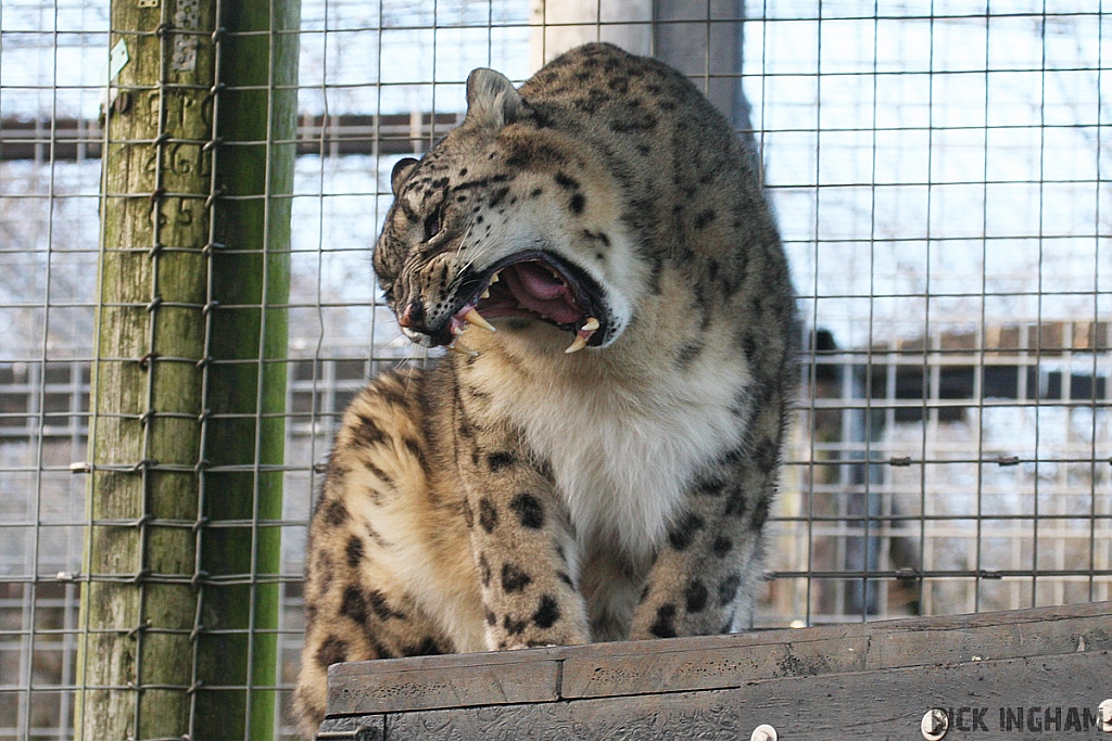 Snow Leopard