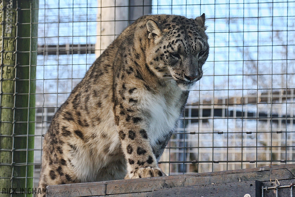 Snow Leopard