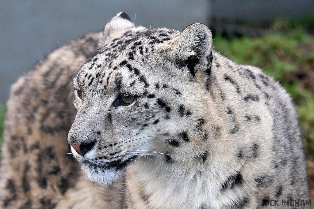 Snow Leopard