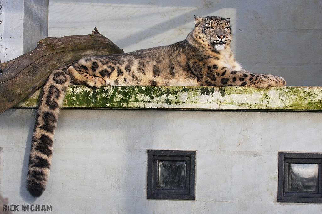 Snow Leopard