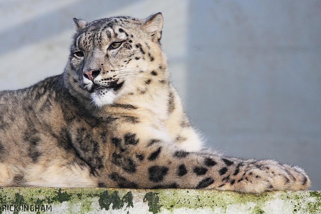 Snow Leopard