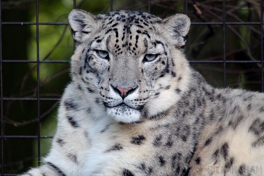 Snow Leopard