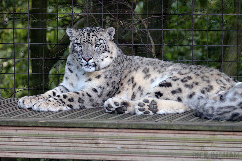 Snow Leopard