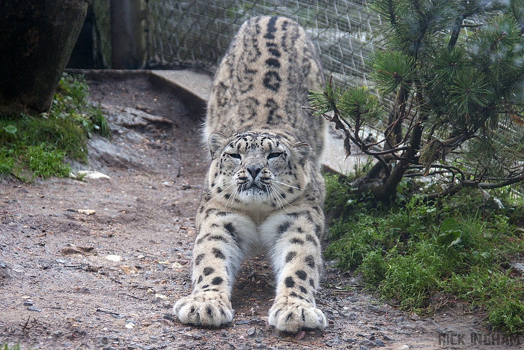 Snow Leopard