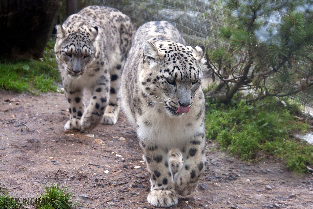 Snow Leopard