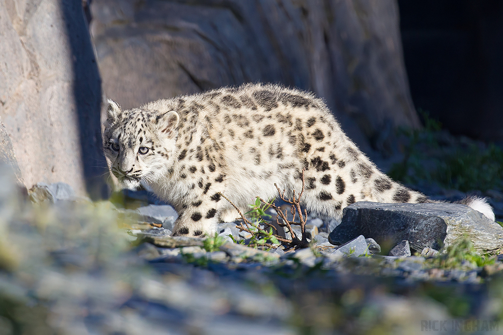 Snow Leopard | Cub