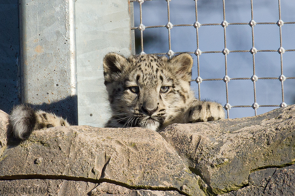 Snow Leopard | Cub