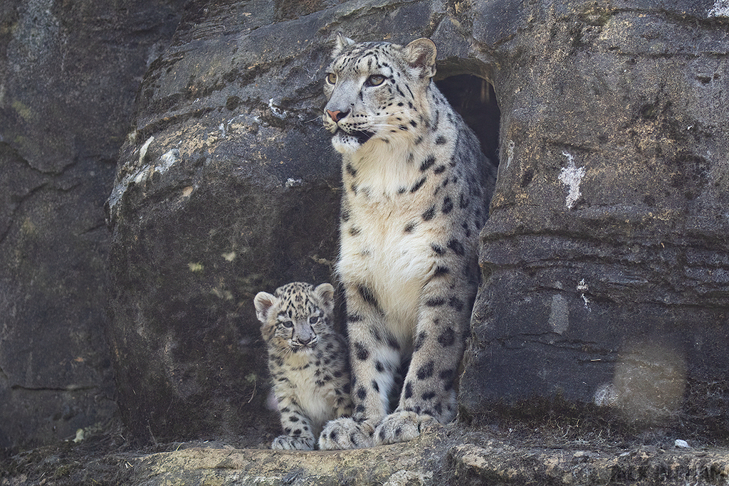 Snow Leopard | Cub