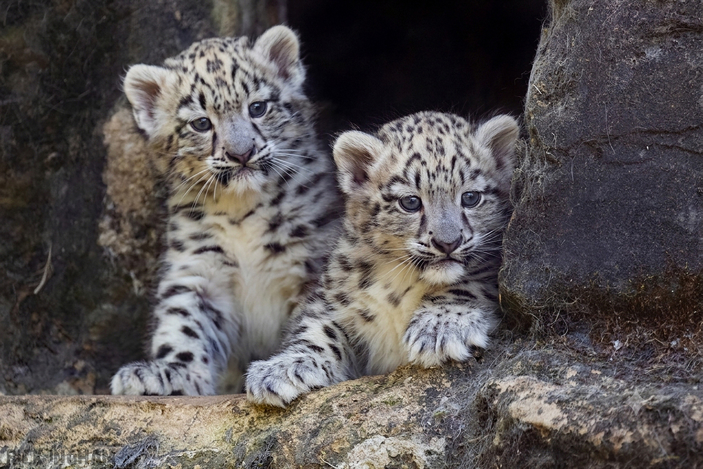 Snow Leopard | Cub