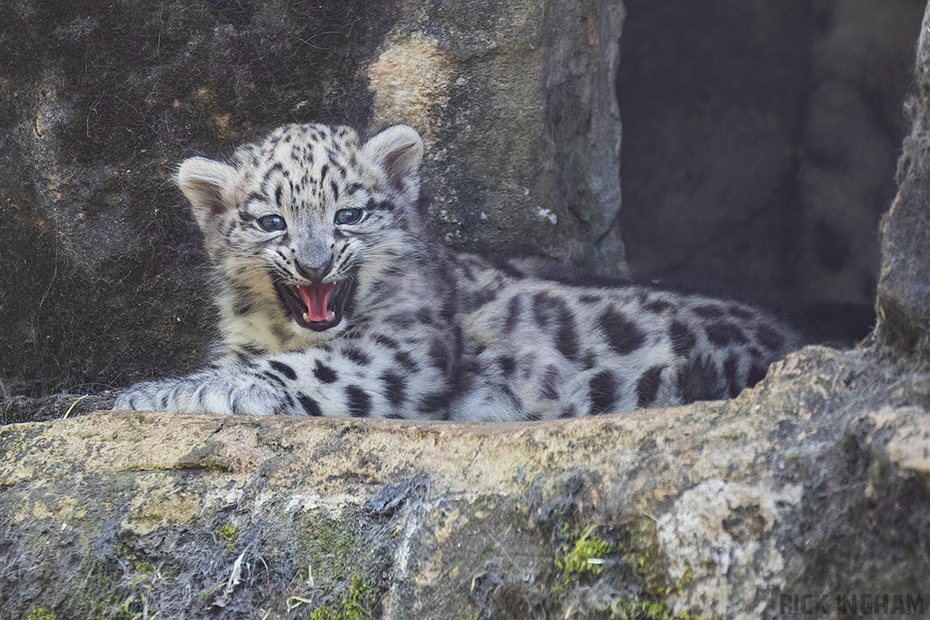 Snow Leopard | Cub