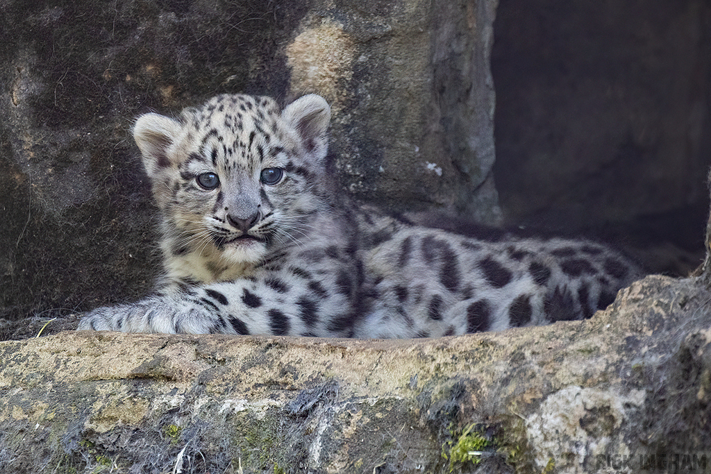 Snow Leopard | Cub