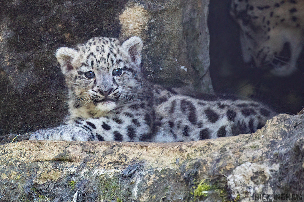Snow Leopard | Cub