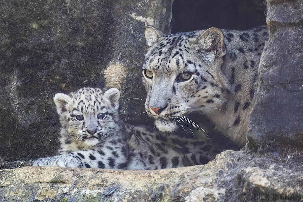 Snow Leopard | Cub
