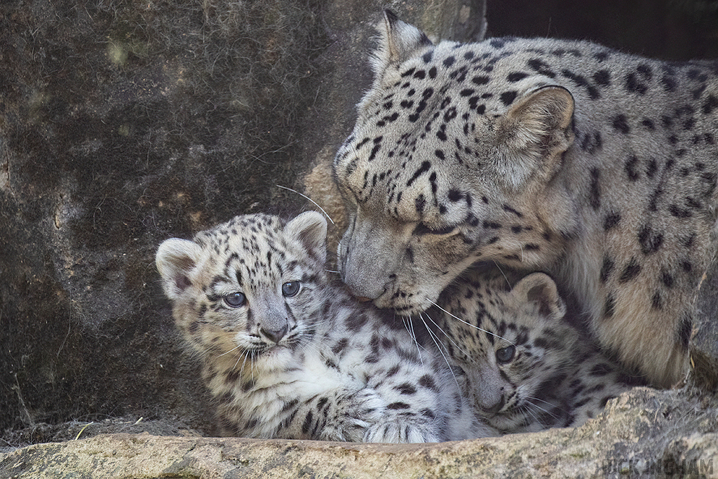 Snow Leopard | Cub