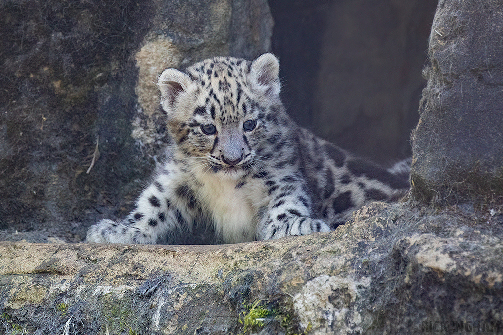 Snow Leopard | Cub